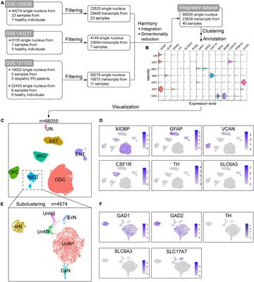 Cell–Cell Communication Alterations via Intercellular Signaling Pathways in Substantia Nigra of Parkinson’s Disease